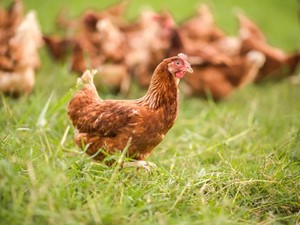 Cómo alimentar correctamente a tus gallinas: consejos y recomendaciones
