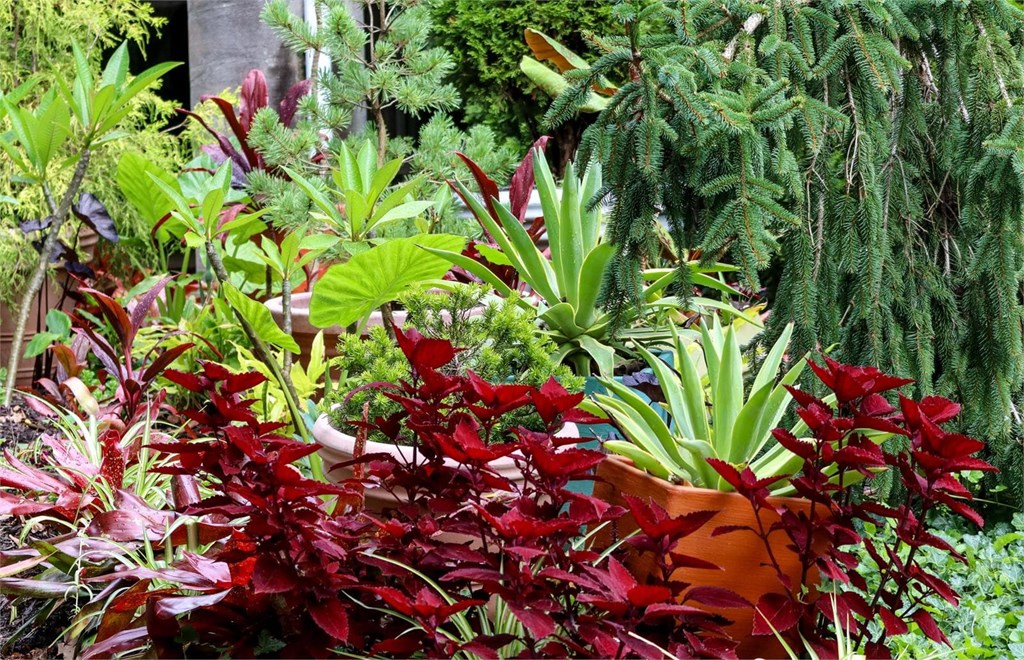 4 plantas perfectas para jardines con mucha lluvia y poco sol