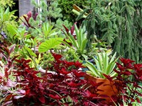 4 plantas perfectas para jardines con mucha lluvia y poco sol