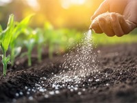 Abonos orgánicos vs. químicos: ¿Cuál elegir para tu explotación o jardín?