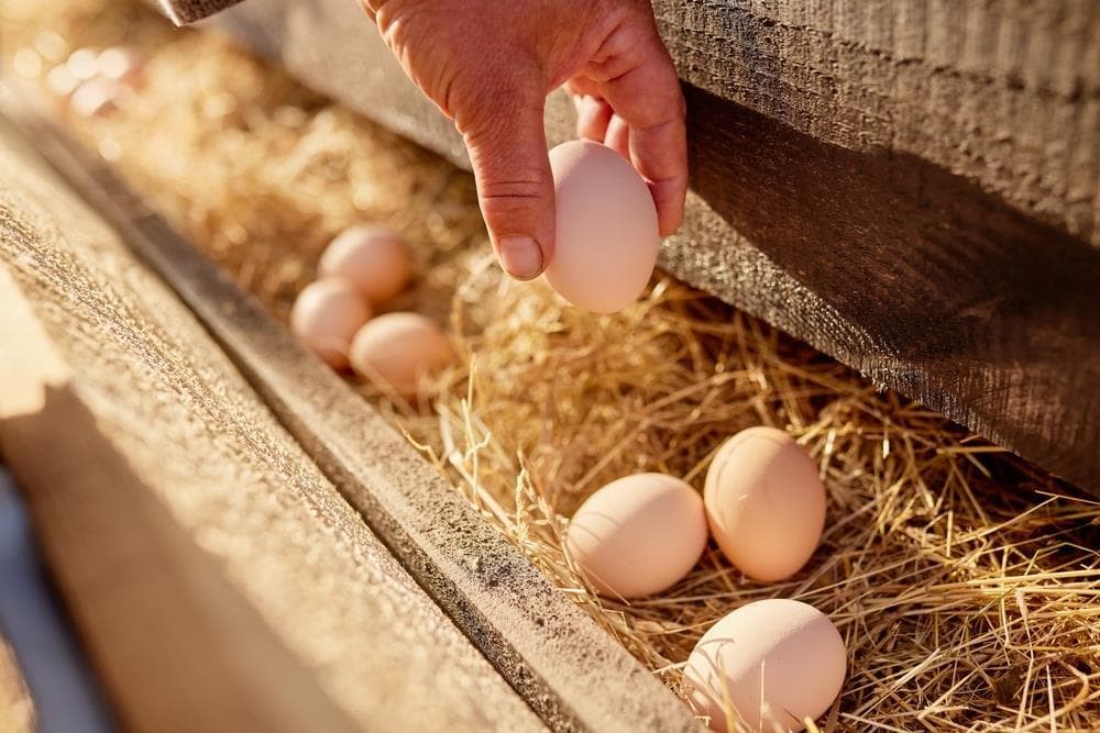 Beneficios de criar gallinas en casa