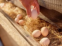 Beneficios de criar gallinas en casa