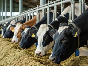 ¿Cómo elegir el forraje ideal?