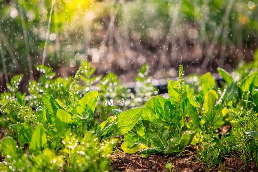 Cómo planificar tu huerto para la primavera