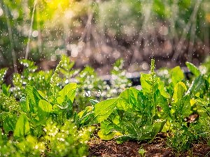 Cómo planificar tu huerto para la primavera