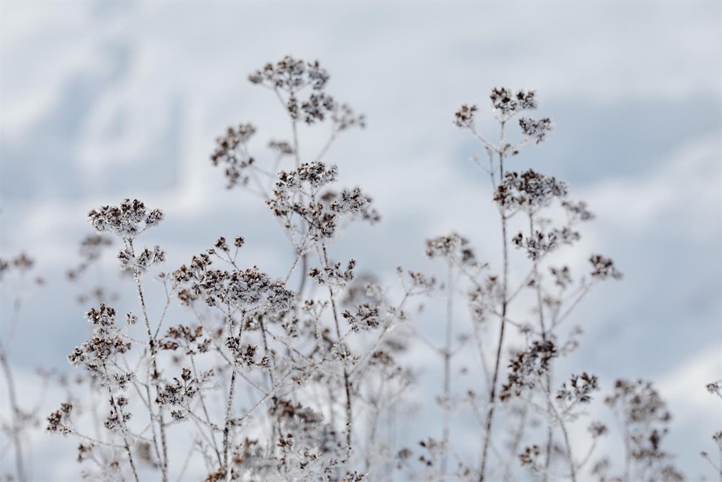 Consejos para que mis plantas superen los meses de invierno