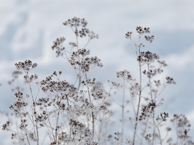 Consejos para que mis plantas superen los meses de invierno