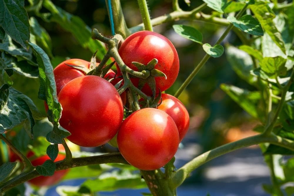 Consejos para sembrar tomates en tu huerto