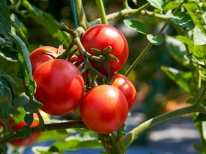 Consejos para sembrar tomates en tu huerto