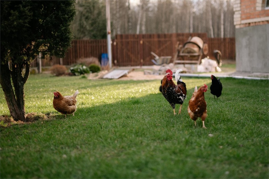 ¿Cuál es la mejor alimentación para mis gallinas?