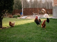 ¿Cuál es la mejor alimentación para mis gallinas?