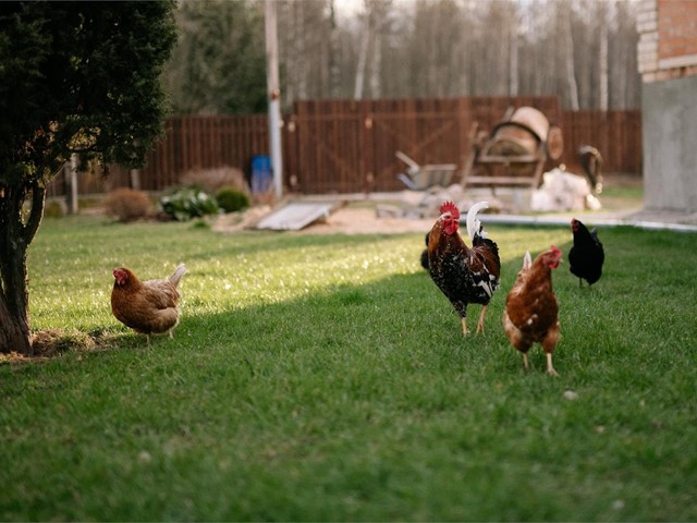 ¿Cuál es la mejor alimentación para mis gallinas?