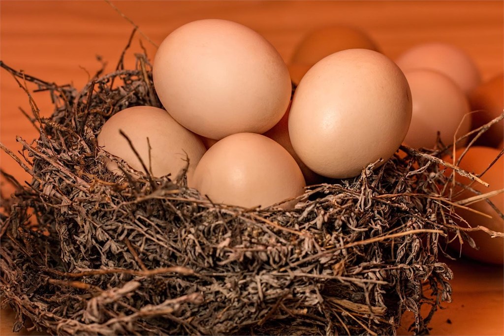 ¿Es normal que en invierno las gallinas pongan menos huevos?