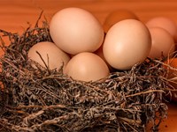 ¿Es normal que en invierno las gallinas pongan menos huevos?
