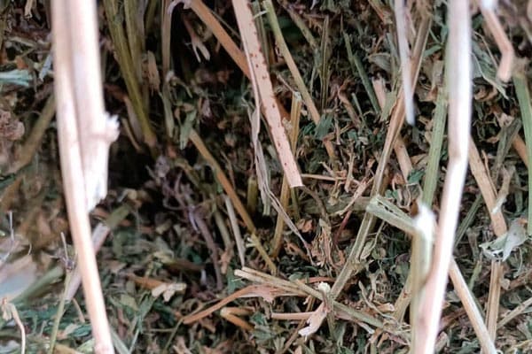 Alfalfa