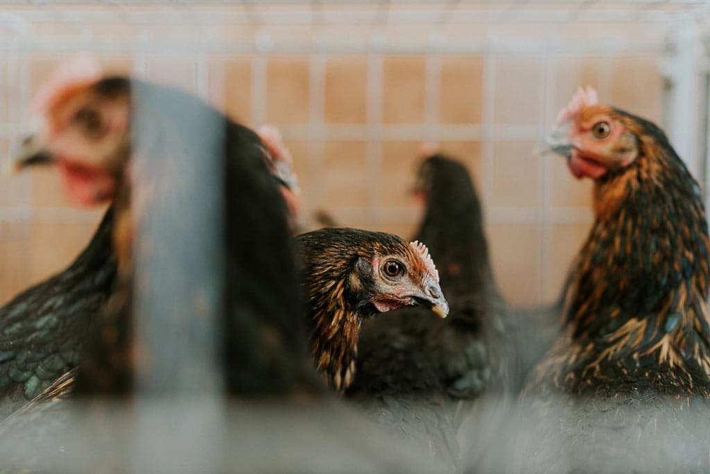 Compra gallinas y pollos en San Sadurniño con todas las garantías