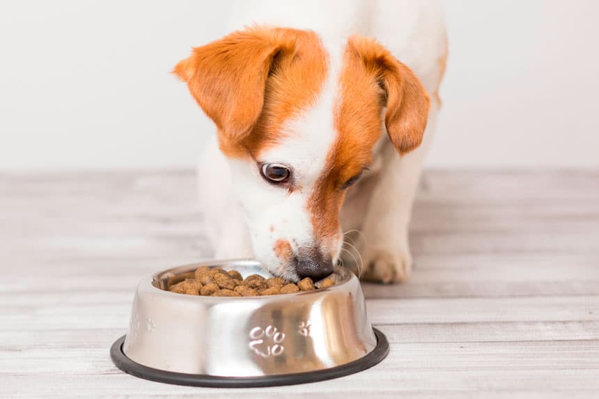 Comprar comida para perros