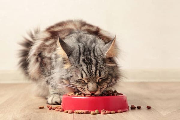 Piensos para gatos
