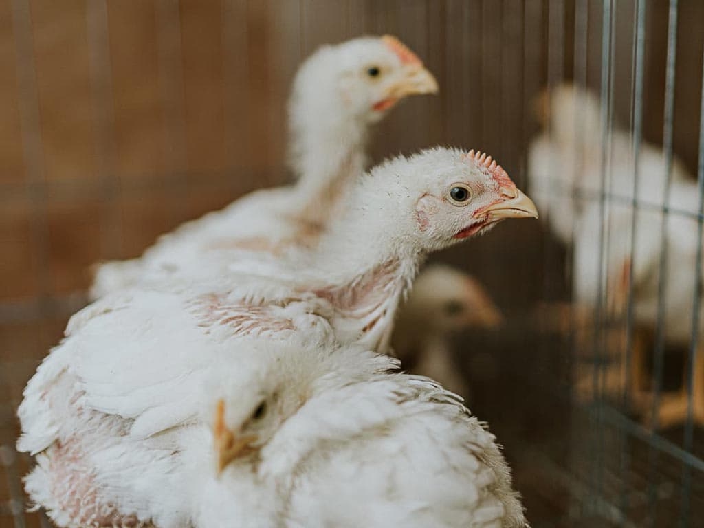 Mucho más que una tienda de piensos: productos veterinarios y de desinfección