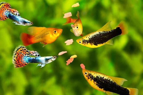 Piensos para peces