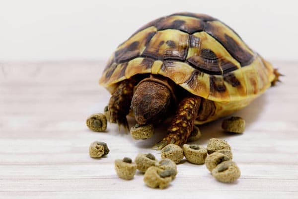 Piensos para tortugas