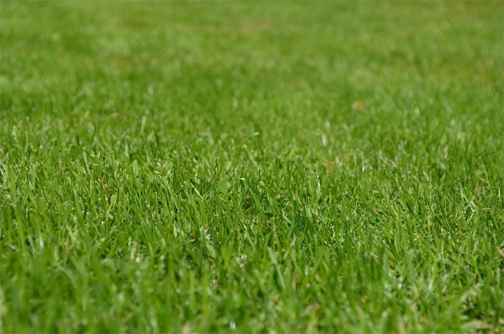 Otoño: la mejor época para plantar el césped