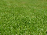 Otoño: la mejor época para plantar el césped