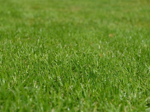 Otoño: la mejor época para plantar el césped