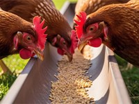 Piensos para aves de corral: guía para una puesta eficiente