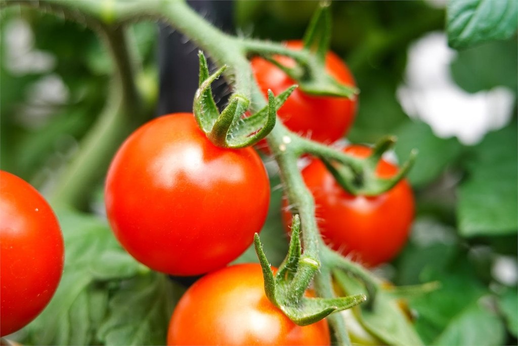 ¿Qué debo plantar en el mes de junio?