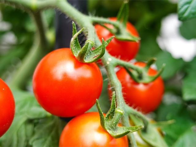 ¿Qué debo plantar en el mes de junio?