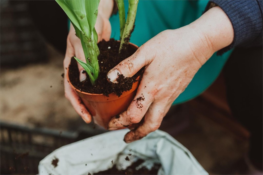 ¿Qué fitosanitarios son los mejores para el cuidado de nuestras plantas?