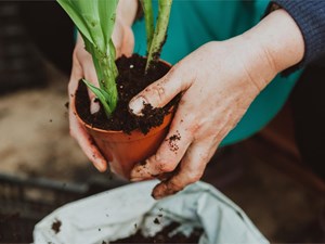 ¿Qué fitosanitarios son los mejores para el cuidado de nuestras plantas?