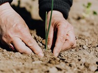 ¿Qué se planta en abril?